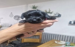 Mixed Breed dogs for sale: Labradoodle x - Image 1