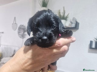 Mixed Breed dogs - Advert 11