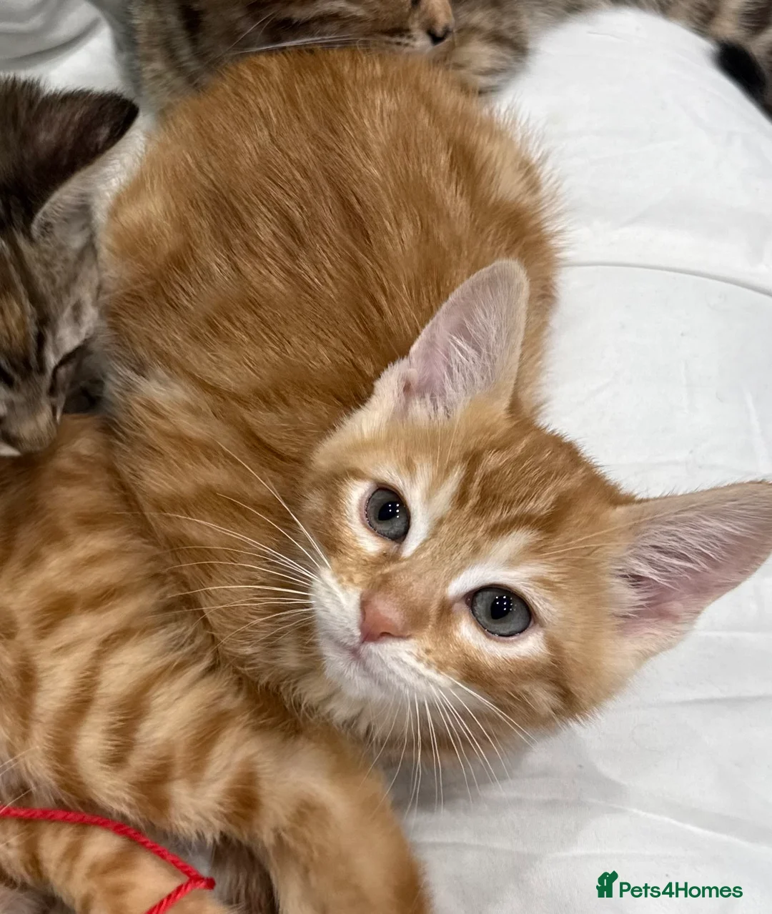 Mixed Breed cats for sale: cute tabby kittens - Advert 4