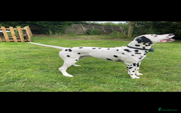 Dalmatian dogs for stud: *PROVEN* KC reg black spotted handsome William +/+ in Birmingham - Image 5