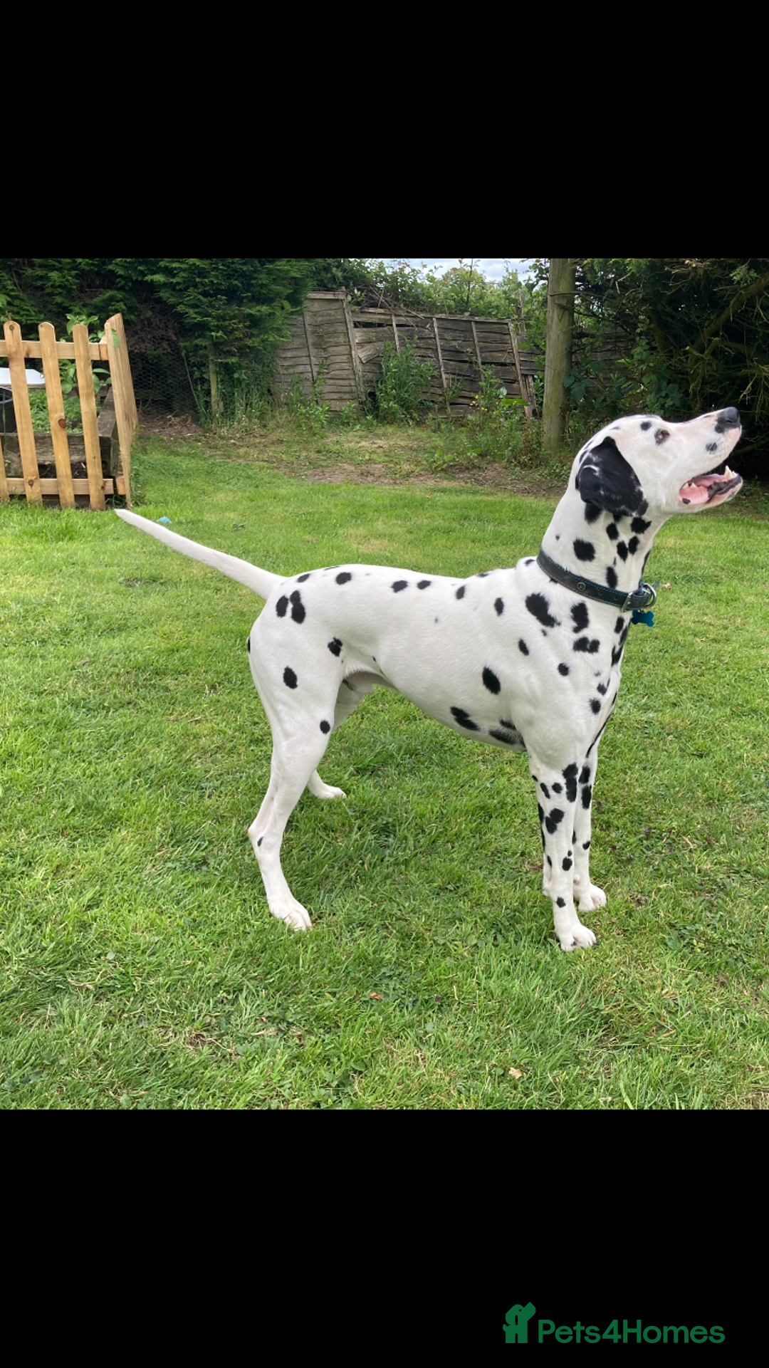 Dalmatian dogs for stud: *PROVEN* KC reg black spotted handsome William +/+ in Birmingham - Image 5