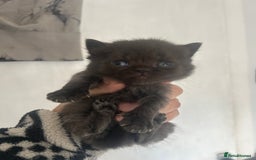 British Shorthair cats for sale: British short haired kittens ❤️ - Image 4