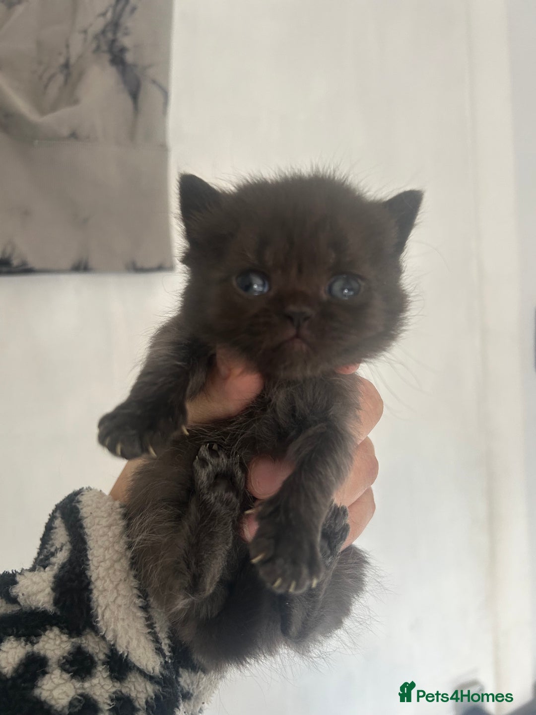 British Shorthair cats for sale: British short haired kittens ❤️ - Image 4