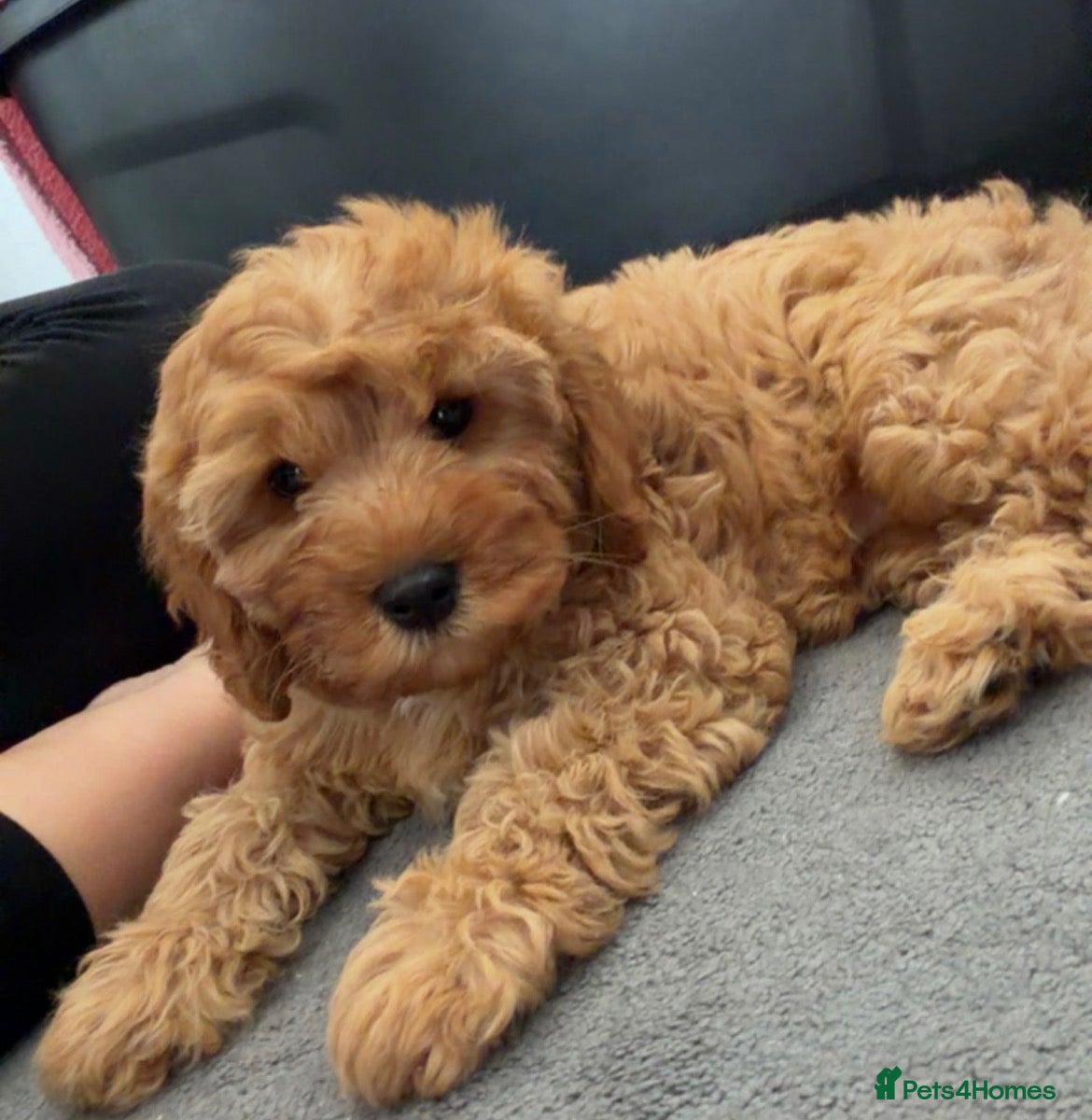 Cavapoo dogs 5⭐️licensed Breeder, outstanding F1 cavapoo’s  - Advert 1