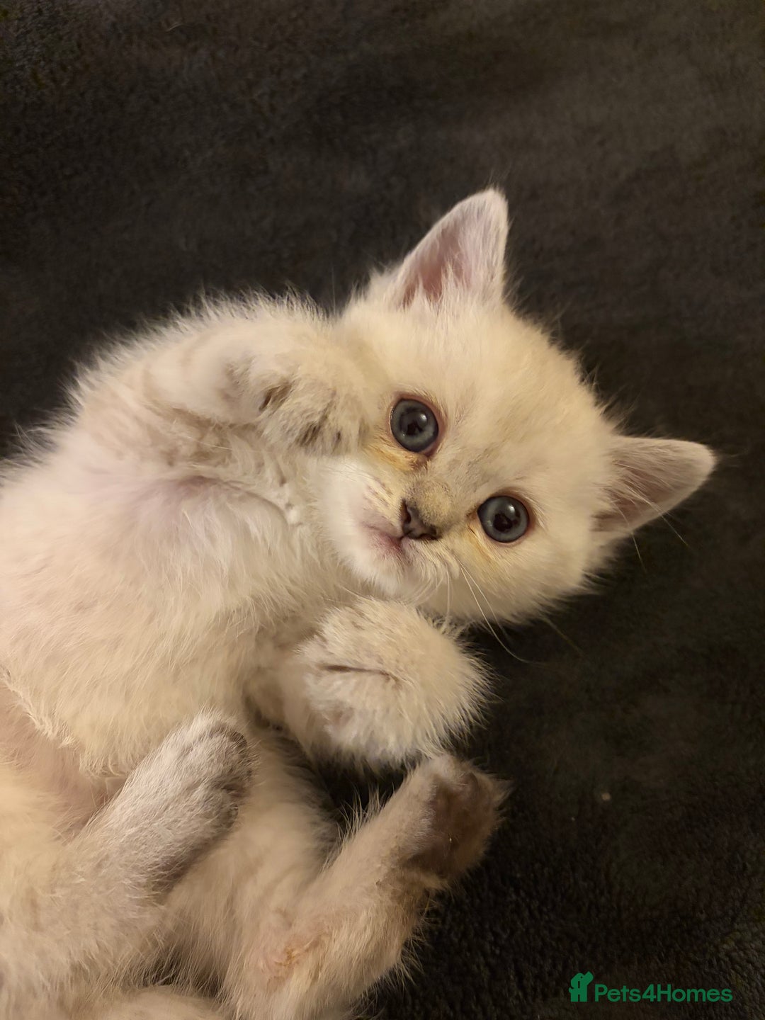 British Shorthair cats for sale: 5 British Chinchilla Shorthair Mix Kittens - Image 14