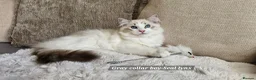 Ragdoll cats for sale: RAGDOLLS BOYS ONLY 2 LEFT - Advert 5
