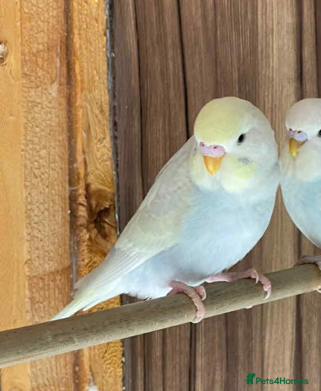 Budgerigars birds for sale: Beautiful budgerigar cock - Advert 2