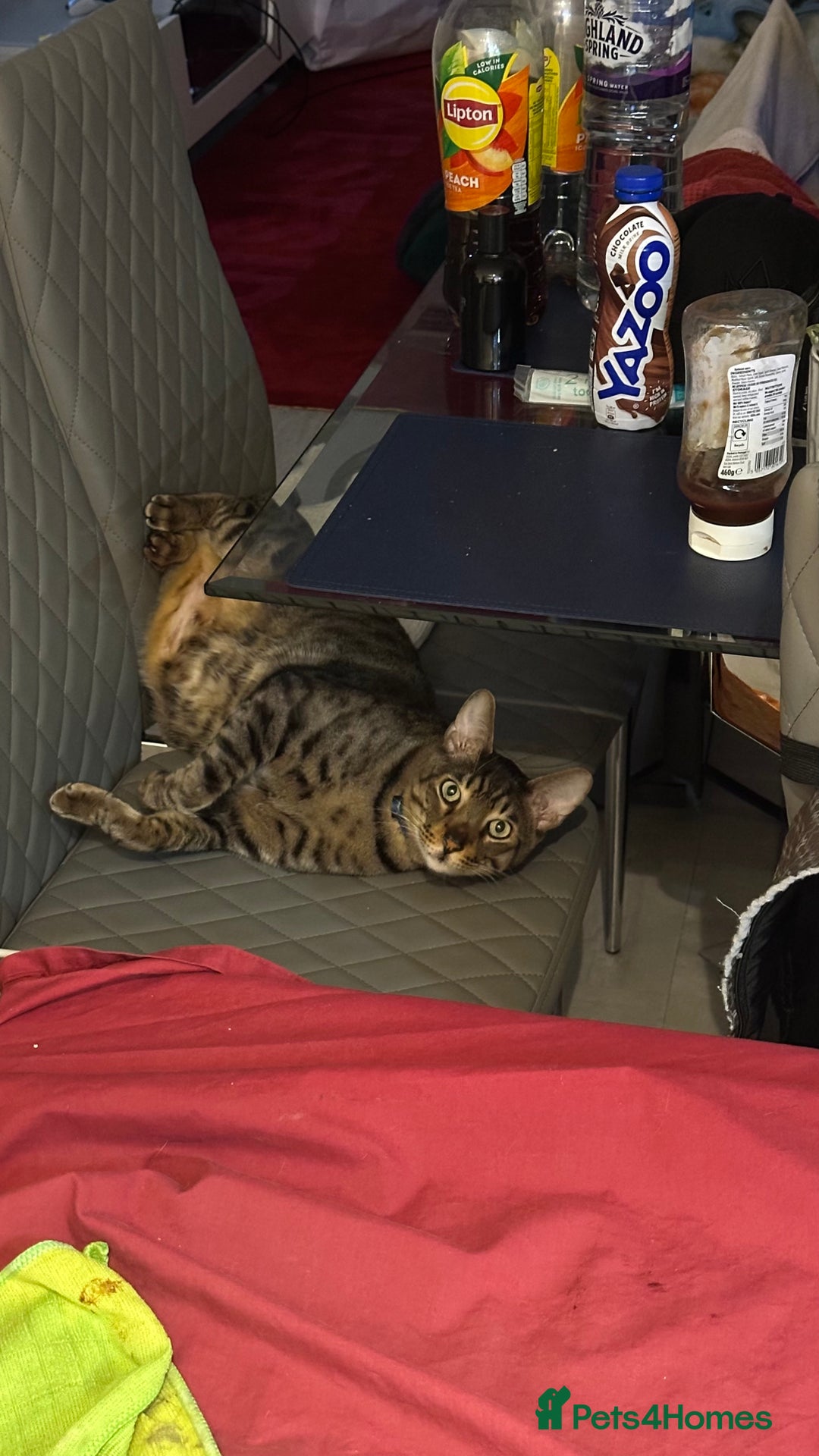 Savannah cats for sale: F4 savannah male  - Image 2