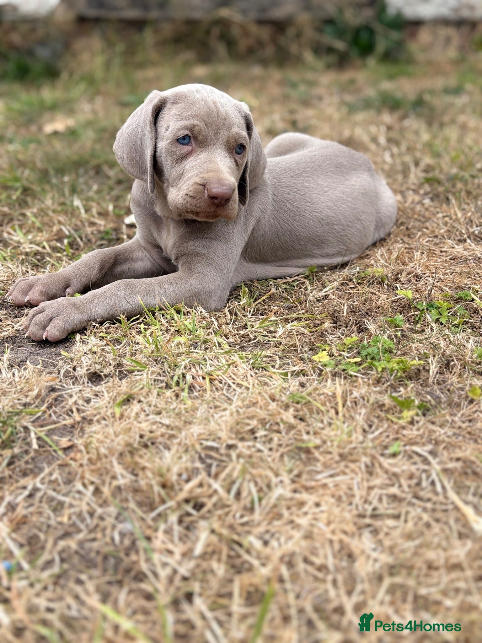 Weimaraner dogs 🐶KC Registered Weimaraner Puppies 🐶 - Advert 2