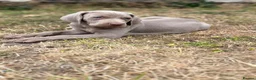 Weimaraner dogs for sale: 🐶KC Registered Weimaraner Puppies 🐶 - Advert 1