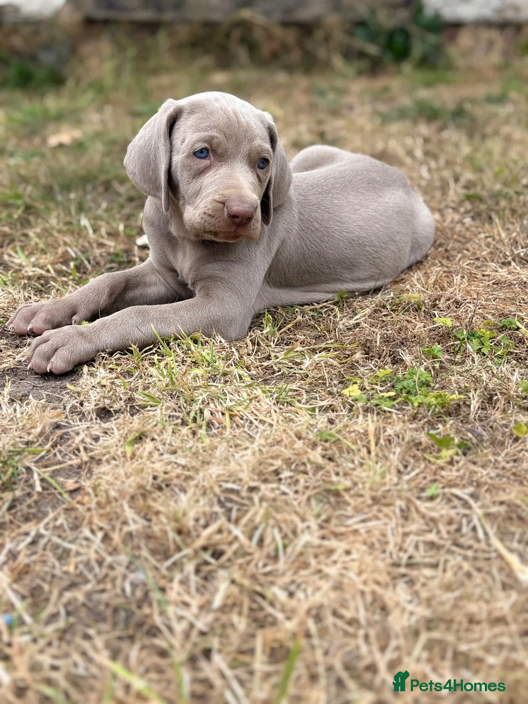 Weimaraner dogs for sale: 🐶KC Registered Weimaraner Puppies 🐶 - Advert 1