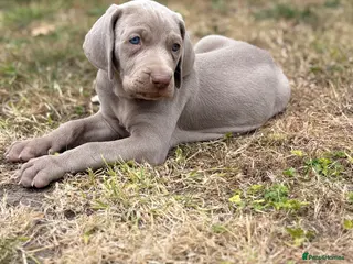 Weimaraner dogs 🐶KC Registered Weimaraner Puppies 🐶 - Advert 2