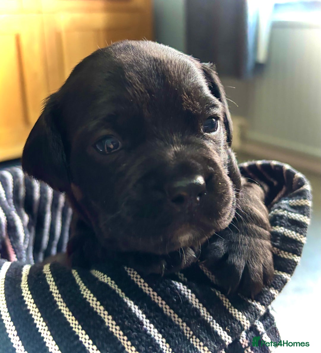 Mixed Breed dogs for sale: Spring bull puppies  - Advert 4
