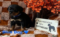 Rottweiler dogs for sale: The best of the best Rottweilers  - Image 20