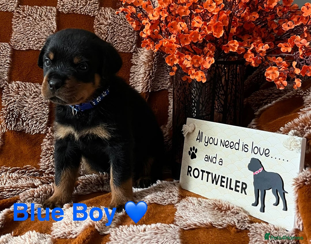Rottweiler dogs for sale: The best of the best Rottweilers  - Image 20