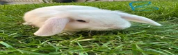 Mini Lop rabbits for sale: Mini Lop Rabbits For Sale  - Advert 34