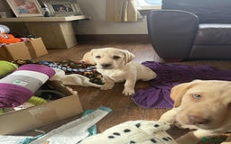 Labrador Retriever dogs for sale: Chunky Labradors ready now - Image 19