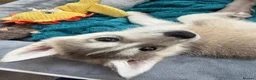 Siberian Husky dogs for sale: Male grey/white Husky puppy for sale - Advert 18