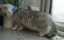 British Shorthair cats for sale: STUNNING British Shorthair Kittens Silver Tabbies - Image 12