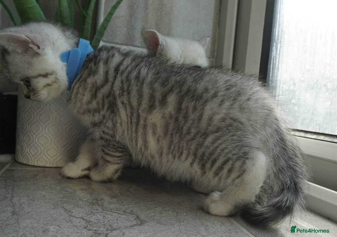 British Shorthair cats for sale: STUNNING British Shorthair Kittens Silver Tabbies - Image 12