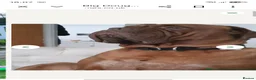 Dogue De Bordeaux dogs for stud: Big Dougie for Stud - Advert 10