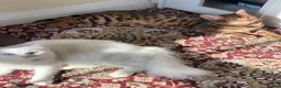 British Longhair cats for sale: Mainecoon ragdoll mixed female cat - Advert 5