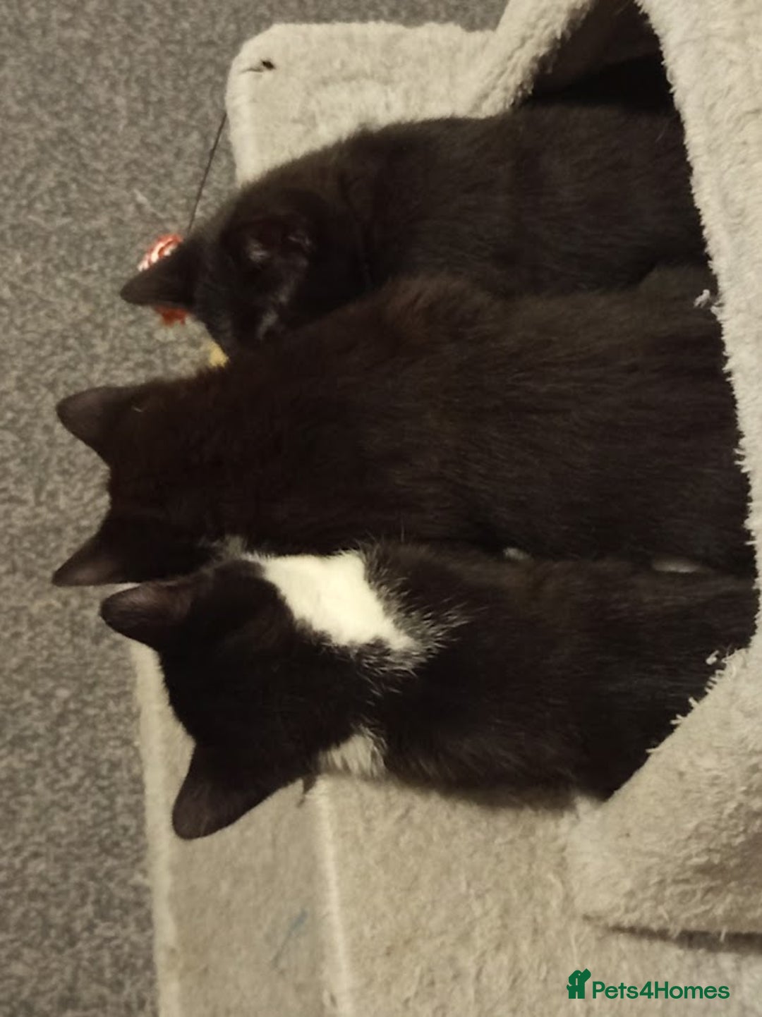 Mixed Breed cats for sale: Ready to leave 4 adorable kittens - Advert 13