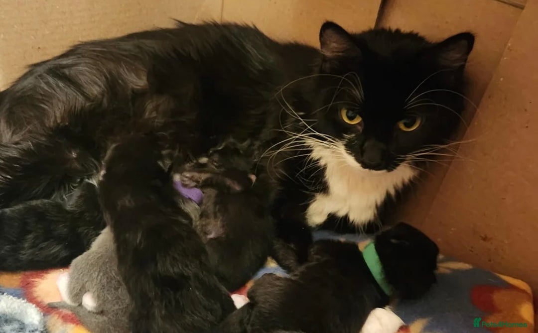 Mixed Breed cats for sale: Cat for sale  - Image 14