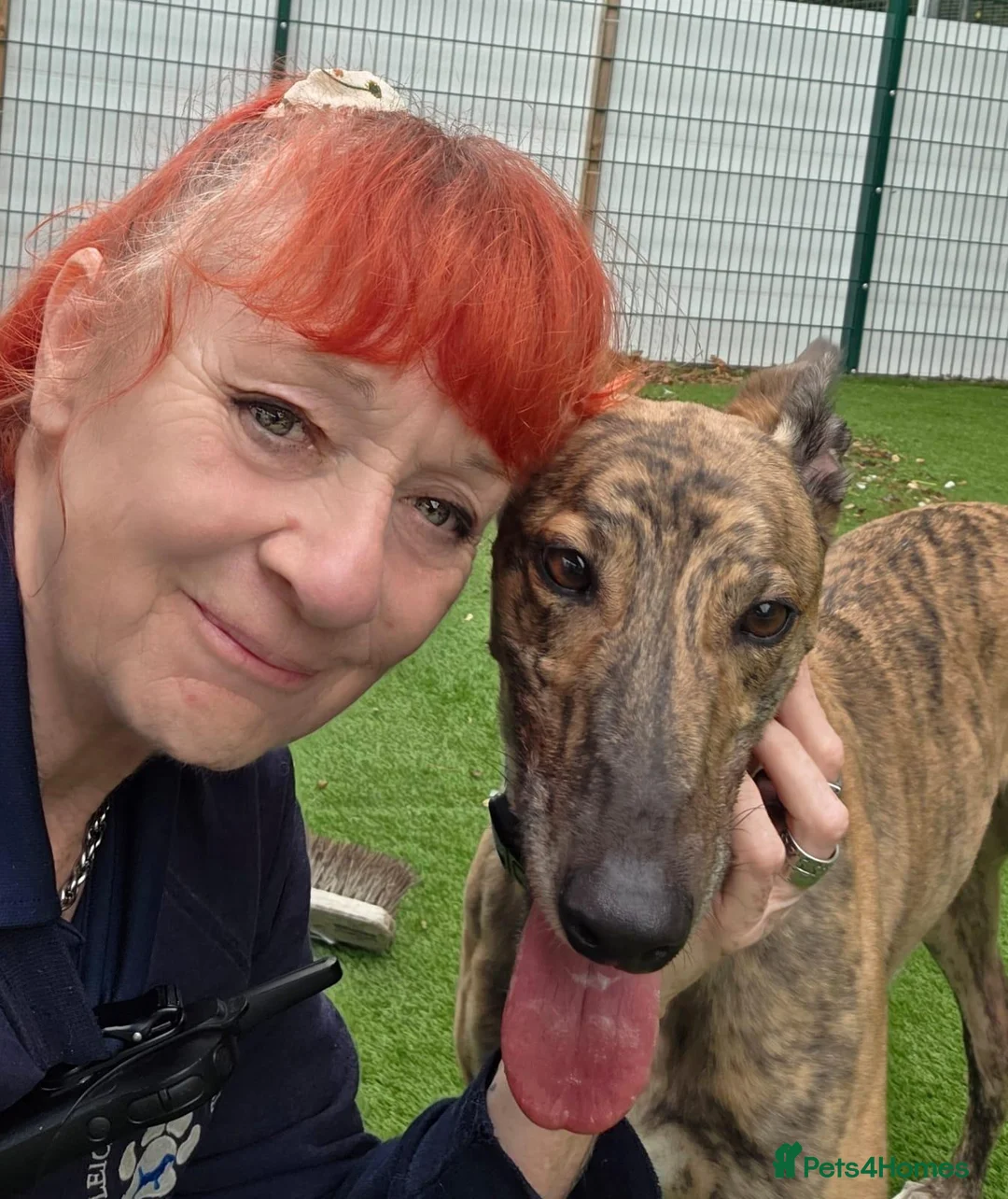 Greyhound dogs for adoption: Lady  - Advert 1
