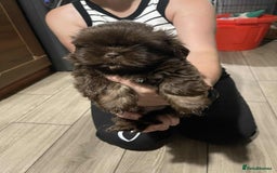 Shih Tzu dogs for sale: Imperial karishishi  shih tzu dobie carriers   - Image 1