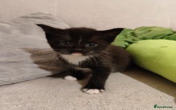 Domestic Shorthair cats for sale: kittens - Image 10