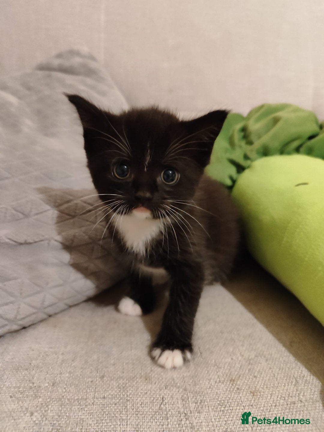 Domestic Shorthair cats for sale: kittens - Image 10