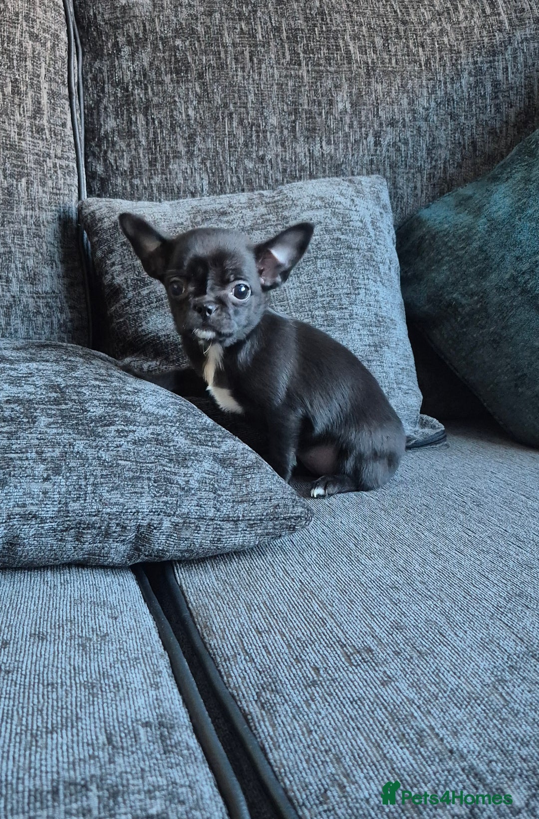 Chihuahua dogs for sale:  🐶 Stunning Chihuahua Puppies 🐶  - Advert 6