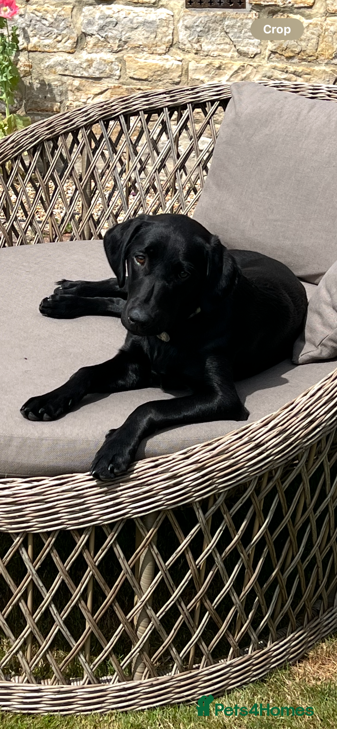 Labrador Retriever dogs Home bred labrador puppies - Advert 1