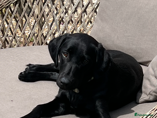 Labrador Retriever dogs Home bred labrador puppies - Advert 1