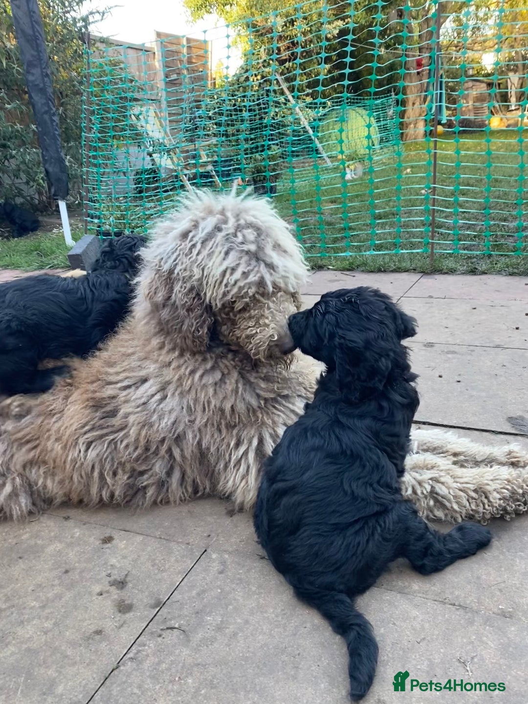 Goldendoodle dogs for sale: Black Phantom Goldendoodles Ready For A New Home! - Advert 8