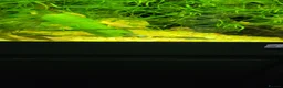 Plecos fish for sale: Different colour plecs - Advert 7