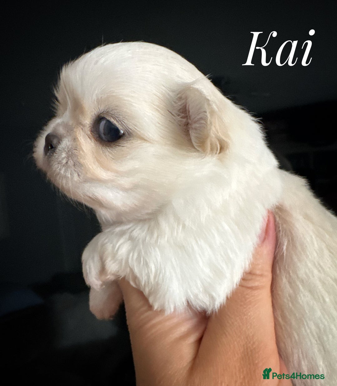 Chihuahua dogs for sale: KC long coat cream chihuahua puppies  - Advert 4