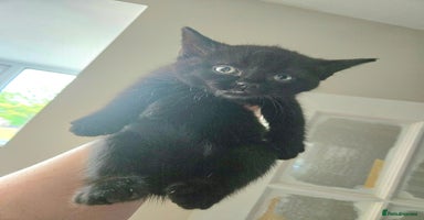 Mixed Breed cats - Advert 12