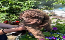 Cavapoo dogs for sale: Beautiful Toy F1b Cavapoo puppies  in Liskeard - Image 34