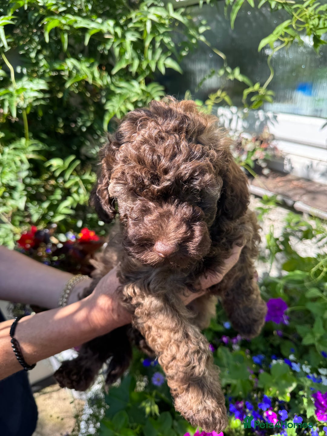 Cavapoo dogs for sale: Beautiful Toy F1b Cavapoo puppies  in Liskeard - Image 34