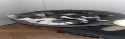 Domestic Shorthair cats for sale: Russian Blue x Domestic Shorthair Kittens - Advert 3