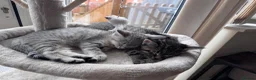 British Shorthair cats for sale: Beautiful litter of British shorthair cross  in Yeovil - Advert 10