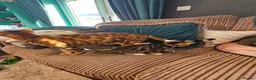 Bengal cats for sale: Begal cross kittens  - Advert 12