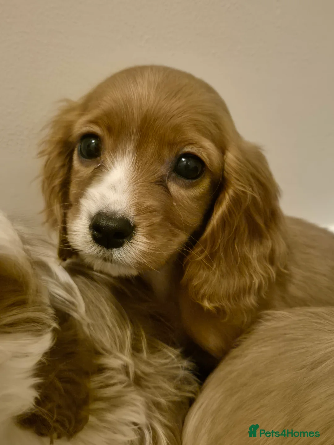 Cavapoo dogs for sale: Cavapoo - Advert 3