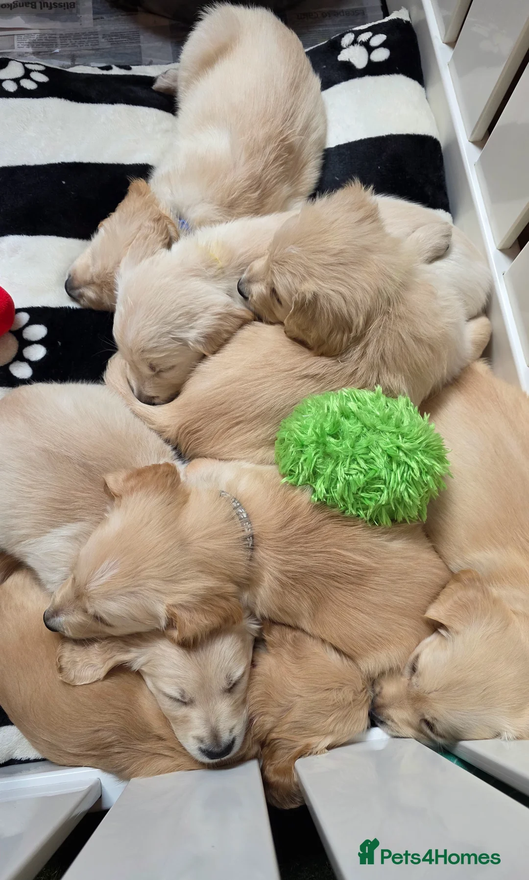 Golden Retriever dogs for sale: KC Golden Retriever Puppies-Excellent Temperament  - Advert 2