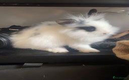 Lionhead rabbits for sale: Little lionhead boy - Image 2