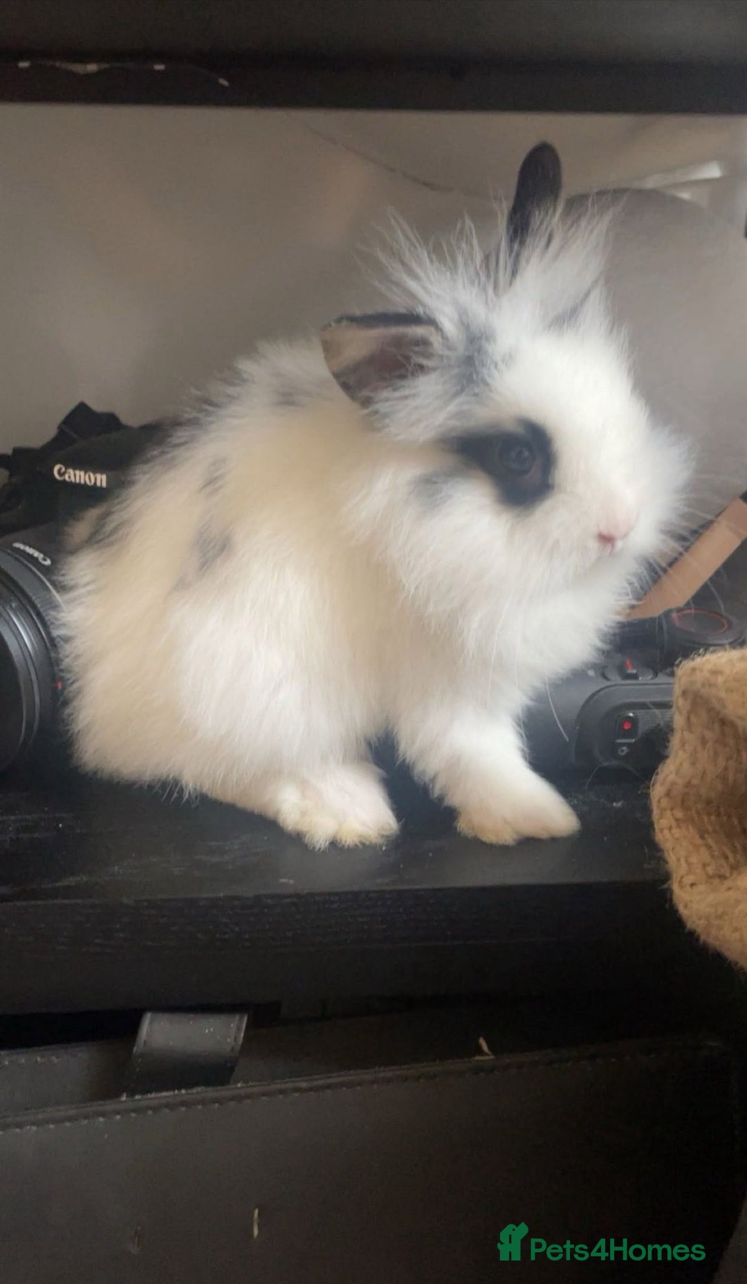 Lionhead rabbits for sale: Little lionhead boy - Image 2