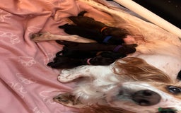 Cocker Spaniel dogs for sale: Beautiful Cocker Spaniel puppies for sale - Advert 6