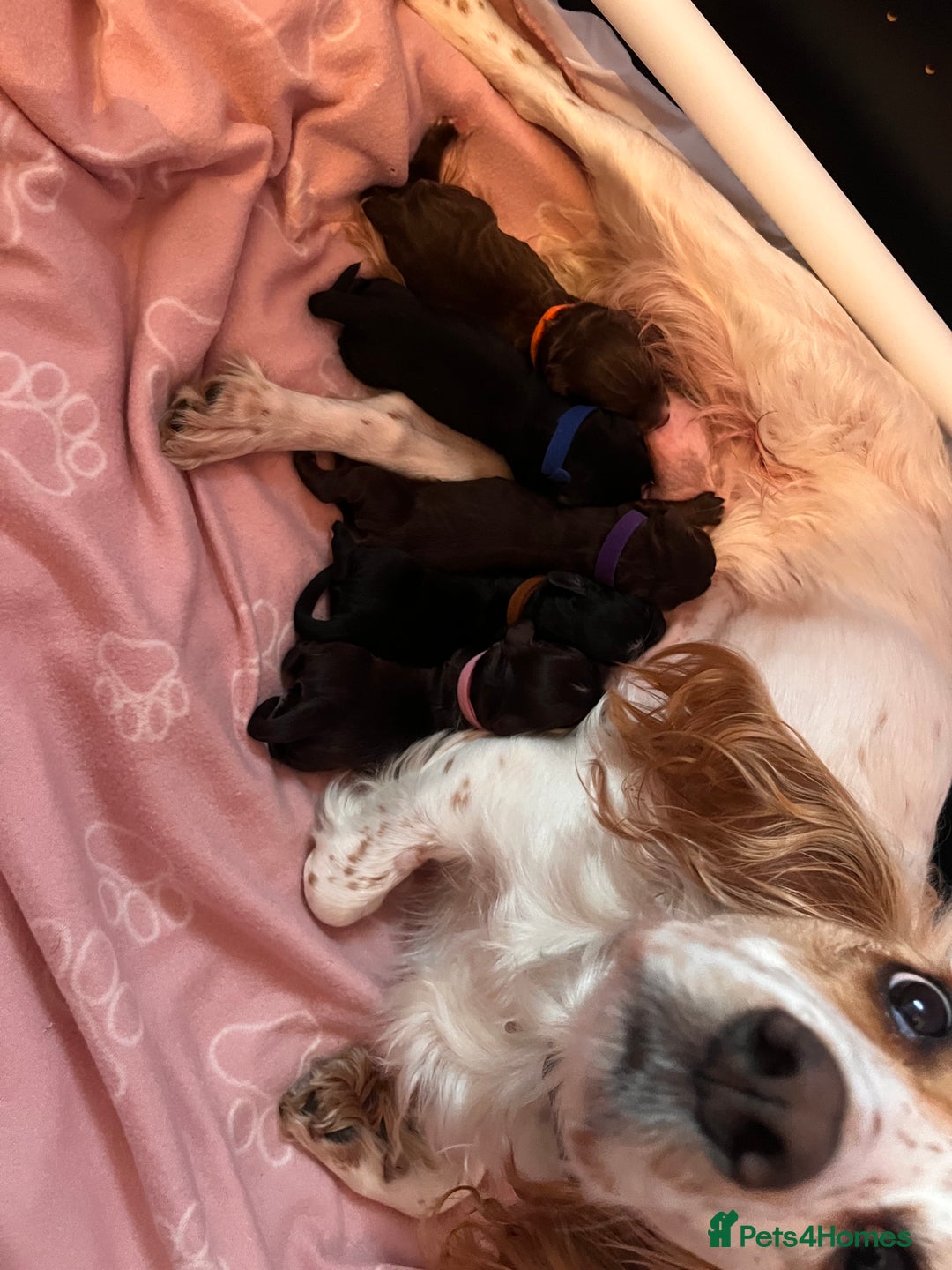 Cocker Spaniel dogs for sale: Beautiful Cocker Spaniel puppies for sale - Advert 6